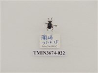 藏品(象鼻蟲(2))的圖片